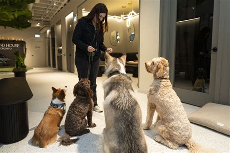 This new canine social club combines two Toronto passions: hustle ...