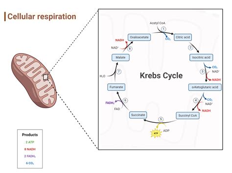 Cellular Respiration (Kreb Cycle, Citric Acid Cycle, tricarboxylic acid (TCA) cycle) | BioRender ...