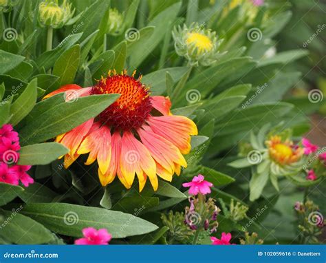 The Beautiful Colors of the Arizona Sun Blanket Flower Stock Photo ...