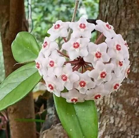 Hoya plant complete information with Care Tips - Urban plants - Urban ...
