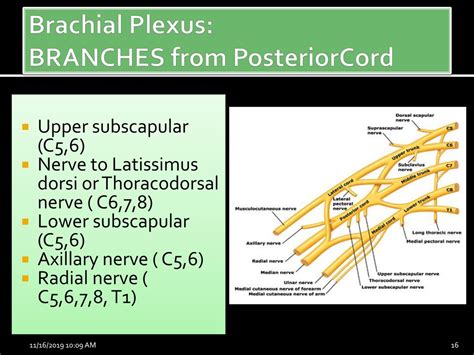 Axillary Nerve Brachial Plexus