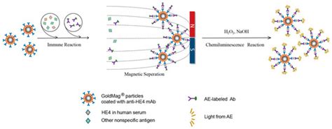 Preparation of an Acridinium Ester-Labeled Antibody and Its Application ...