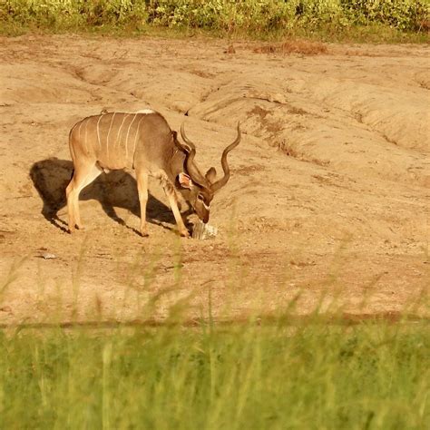 NGEPI CAMP (Caprivi Region) - Lodge Reviews & Photos - Tripadvisor
