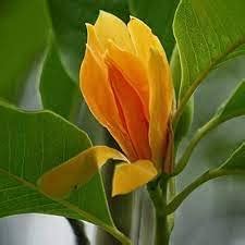 GREENLIVE TRADERS GOLDEN CHAMPA (SARNA CHAMPA) : Amazon.in: Garden ...