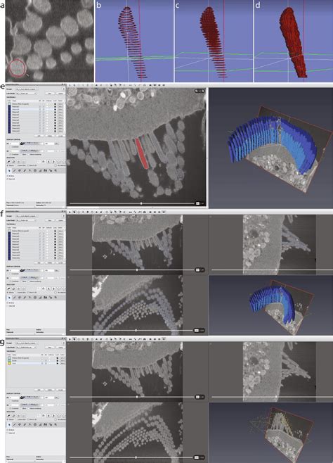 Image result for Amira Cell Segmentation Tutorial
