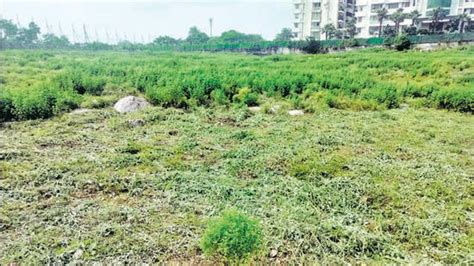 Tree felling reported in Faridabad’s ‘deemed forest’ Aravalli tract