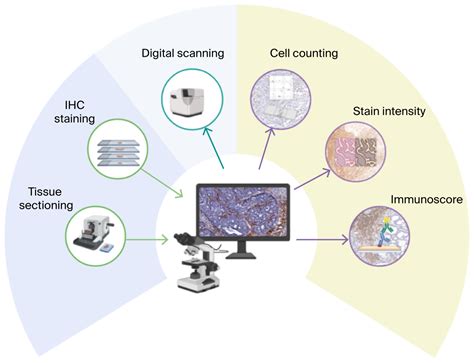 B and T Tumor-Infiltrating Lymphocyte Subtypes According to Subsite: A ...
