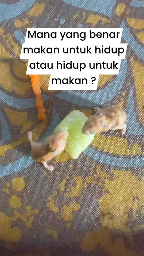 Merlina S | Terkadang kehilangan hewan peliharaan lebih menyakitkan daripada kehilangan manusia ...