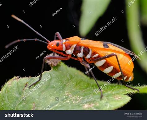 Orange Assassin Bug Pregnant On Leafe Stock Photo 2157855281 | Shutterstock