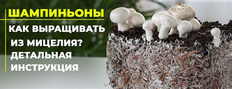 Шампиньоны: как вырастить грибы на грядке, в теплице, в домашних ...