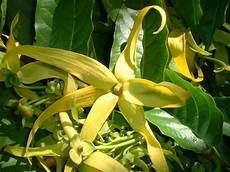 canella fiore aceite esencial de ylang ylang cananga odorata canella fiore aceite esencial de ylang ylang cananga odorata