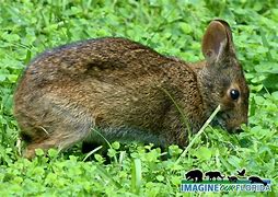Image result for Marsh Rabbit Drawing