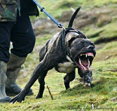 Cane Corso Dogs Attack 的图像结果