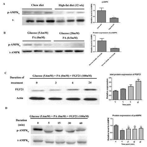 Fibroblast Growth Factor 21 Stimulates Pancreatic Islet Autophagy via ...