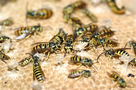 Yellow Jackets: Highly Social Little Stingers | College of Sciences ...