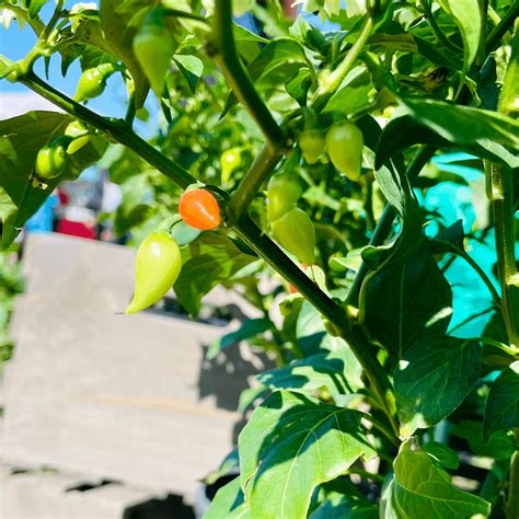 Sweety Drop Pepper Pimenta Biquinho Little Beak Pepper Plant - Verdant Lyfe