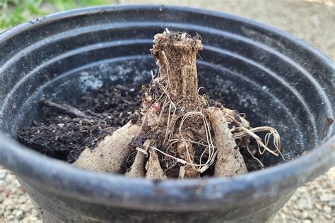 How To Plant Dahlia Tubers In Pots at Darrell Coria blog