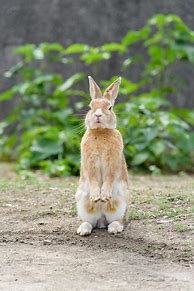 Image result for Pet Rabbits Pictures