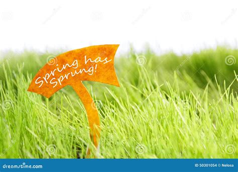 Label with Spring Has Sprung on Green Grass Stock Photo - Image of ...