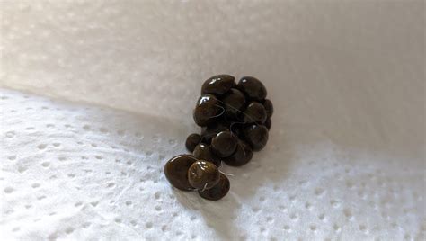 La importancia de la caca | Viviendo con un conejo