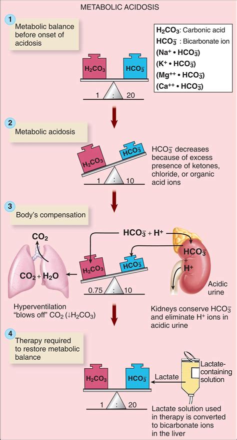 3: The Cellular Environment: Fluids and Electrolytes, Acids and Bases