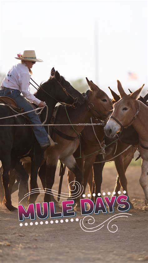 Mule Days Celebration - Tri County Fair - Bishop, CA