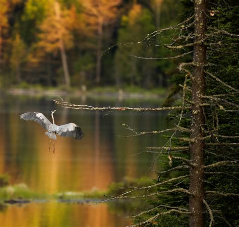 Image result for VCM Lens