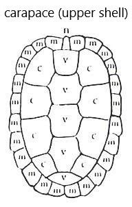 Image result for Turtle Shell Diagram