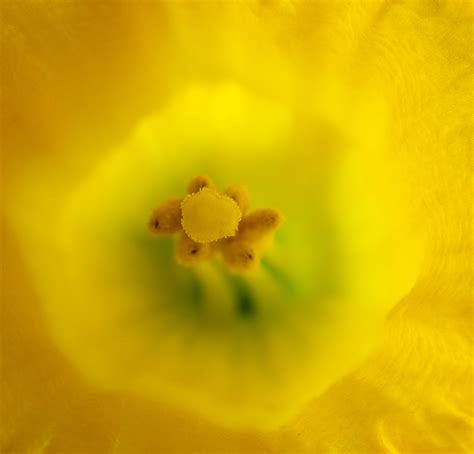 Flower Macros | Focal World