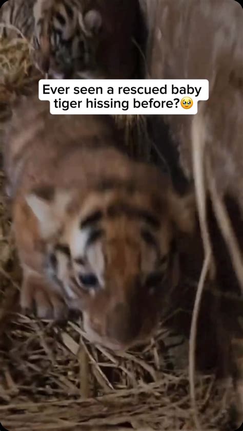 Tiger Rescuers | Little tiger cubs hiss as a natural instinct, often when they feel threatened ...