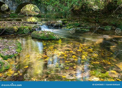 Autumn leaves in a stream stock image. Image of leaves - 62443685