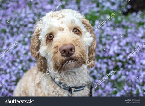 Image result for Beige Cockapoo