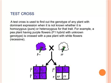 Test Cross & Back cross | PPTX