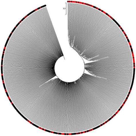Assessment of the Genetic Diversity of Rice Germplasms Characterized by ...