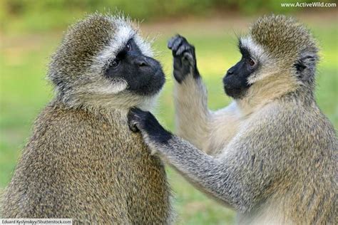 Pet Monkey Types 的图像结果