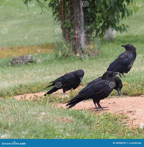 Three Black Crows stock image. Image of crows, migration - 44088359