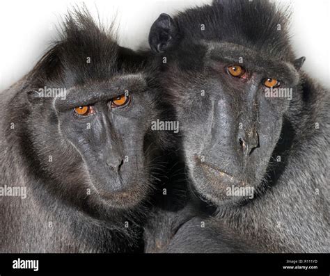 Celebes crested macaque Macaca nigra also known as the crested black ...