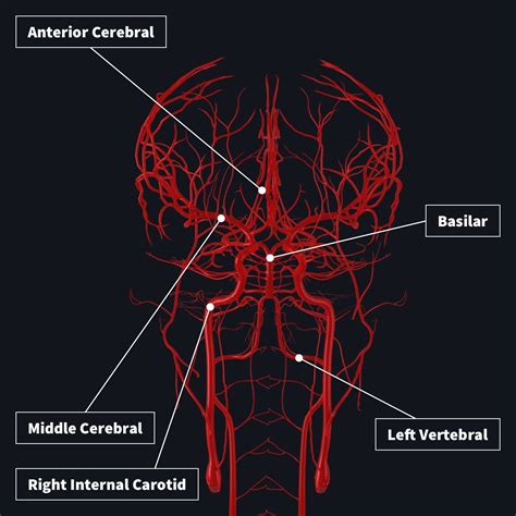 Brain Blood Vessels Anatomy Budget Brain Model With Arteries (8 Part)