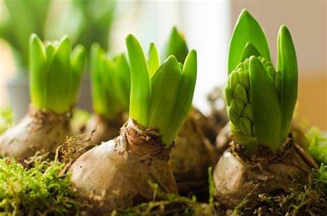 How to Grow and Care for Hyacinth