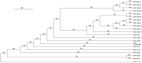 Phylogenomic Analysis of Global Isolates of Canid Alphaherpesvirus 1