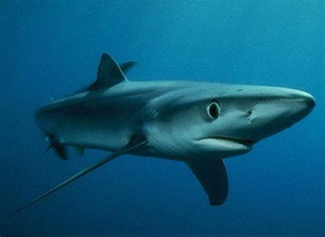 鲨鱼（海洋中的鱼类之一） - 搜狗百科