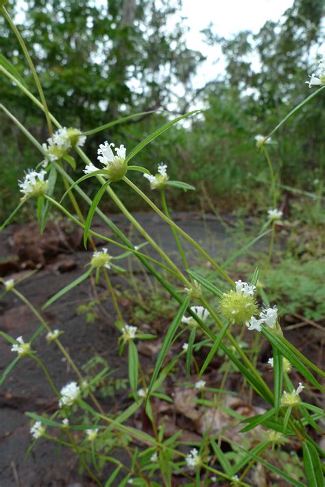 Spermacoce burchellii (E.L.Cabral & Bacigalupo) Delprete | Plants of ...