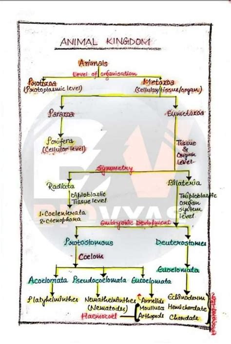Short Note On Animal Kingdom? - EduRev NEET Question