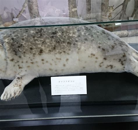 YAKUMOCHO CARVED WOODEN BEARS MUSEUM (2025) All You Need to Know BEFORE ...