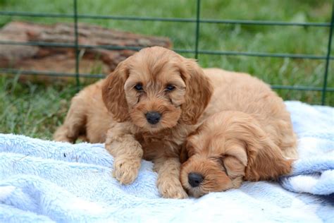 Image result for Petplan Cockapoo