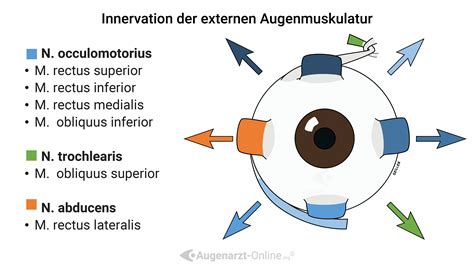 Augenmuskel Okulomotorik | Atlas der Augenheilkunde