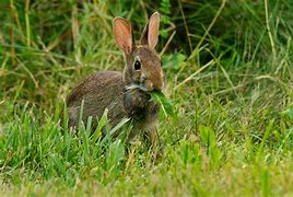 Image result for Garden Plants Rabbits Eat