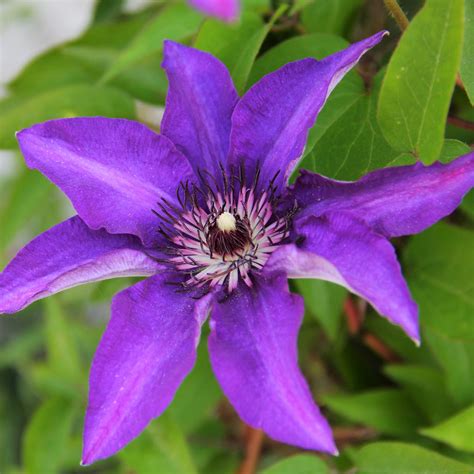 Clematis Planting Guide - Easy To Grow Bulbs