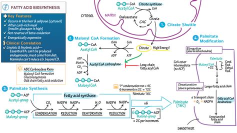 Biochemistry: Fatty Acid Biosynthesis | ditki medical & biological sciences