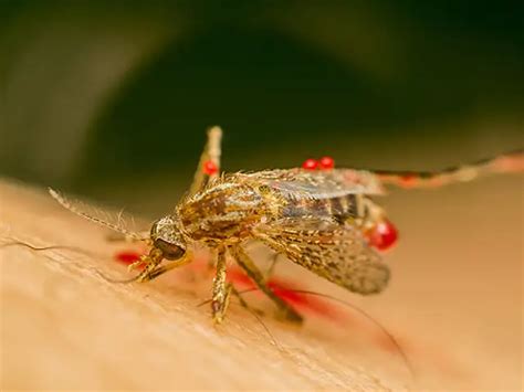 Zika virus in India: Facts you need to know - What is Zika? | The ...